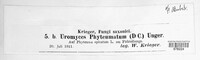 Uromyces phyteumatum image